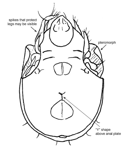 Drawing of AG6 (ventral)
