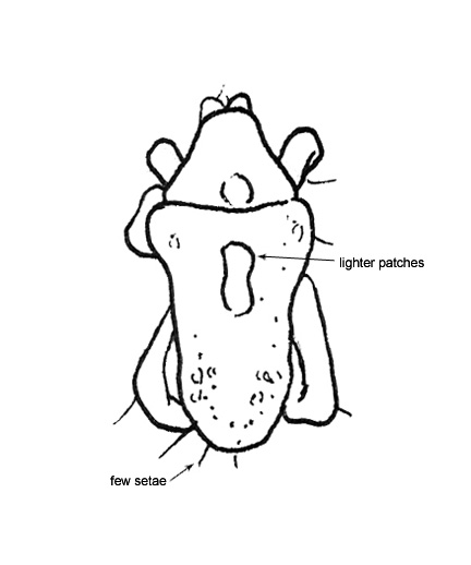 Drawing of AH1 (dorsal)
