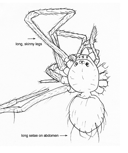Drawing of AH (dorsal)