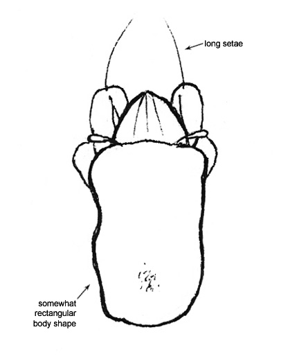 Drawing of AI6 (dorsal)