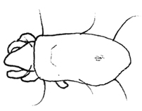Drawing of AJ1 (dorsal)