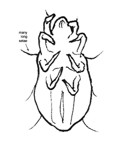 Drawing of AJ1 (ventral)