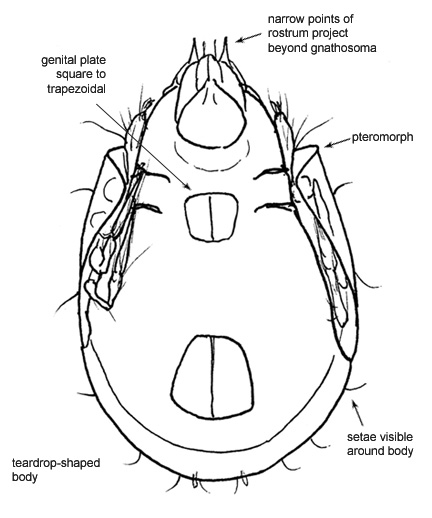 Drawing of AJ5 (ventral)
