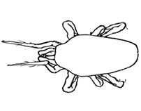 Drawing of AJ6 (dorsal)