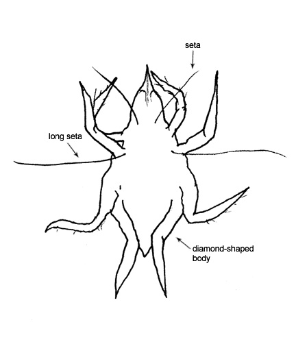 Drawing of AK2 (dorsal)