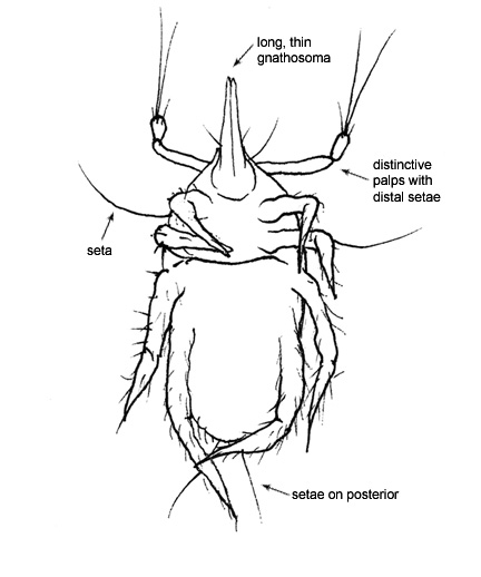 Drawing of AK6 (ventral)