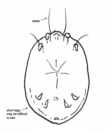 Drawing of AK (ventral)