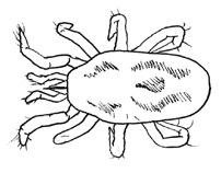 Drawing of AL1 (dorsal)