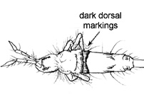 Drawing of AL3 (dorsal)