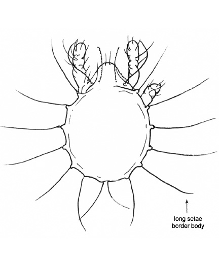 Drawing of AL (dorsal)