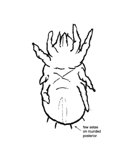 Drawing of AM3 (ventral)