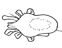 Drawing of AM4 (dorsal)
