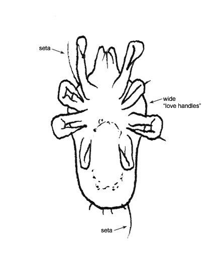 Drawing of AM4 (ventral)