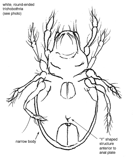 Drawing of AN2 (ventral)