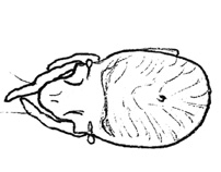 Drawing of AO1 (dorsal)