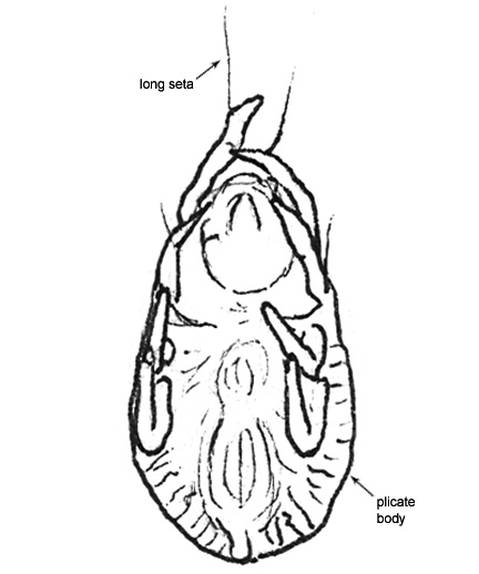 Drawing of AO1 (ventral)