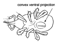 Drawing of AO2 (ventral)