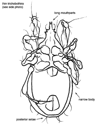 Drawing of AO6 (ventral)