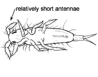 Drawing of AP1 (ventral)