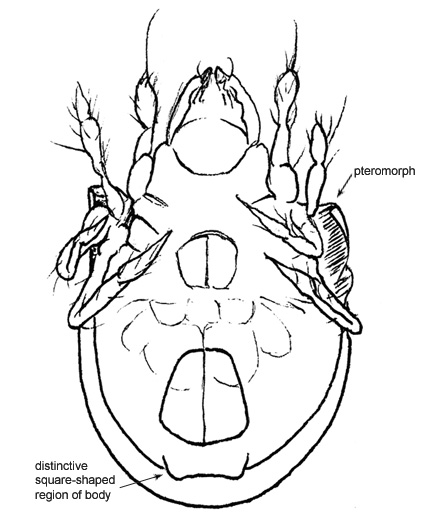 Drawing of AP2 (ventral)