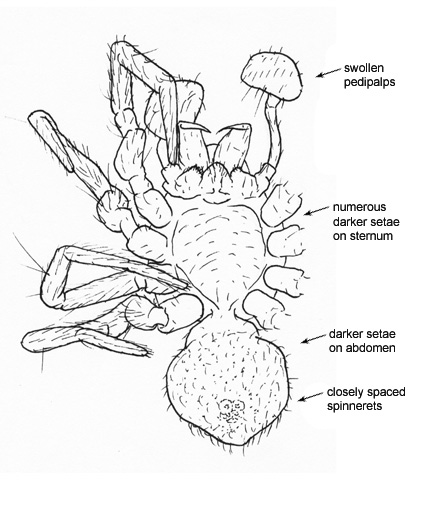 Drawing of AP (ventral)