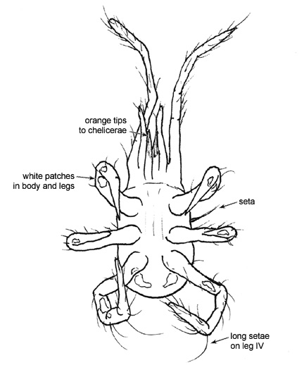 Drawing of AQ1 (ventral)