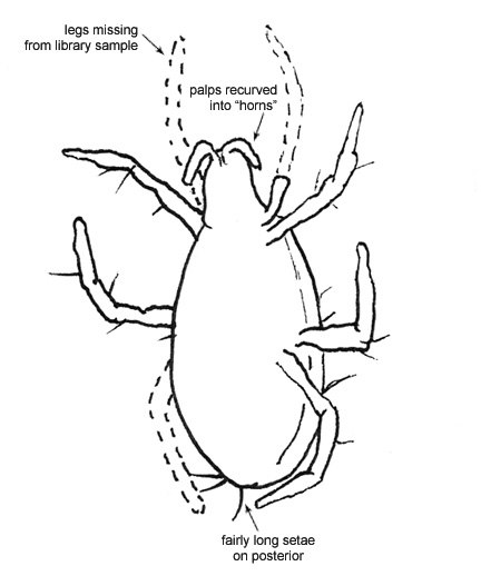 Drawing of AQ2 (ventral)