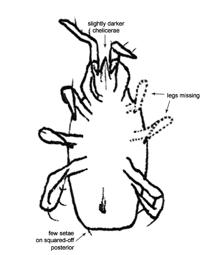 Drawing of AQ4 (ventral)