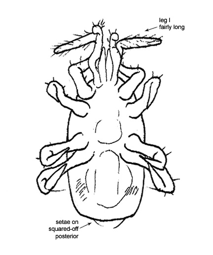Drawing of AR5 (ventral)