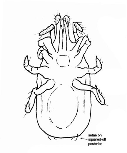 Drawing of AR6 (ventral)
