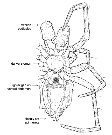 Drawing of AR (ventral)