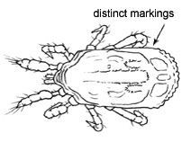 Drawing of AS1 (dorsal)