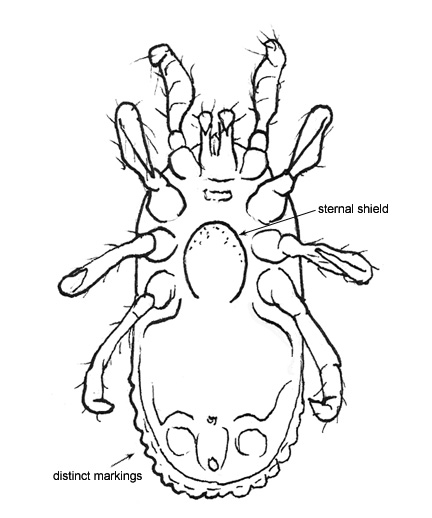 Drawing of AS1 (ventral)