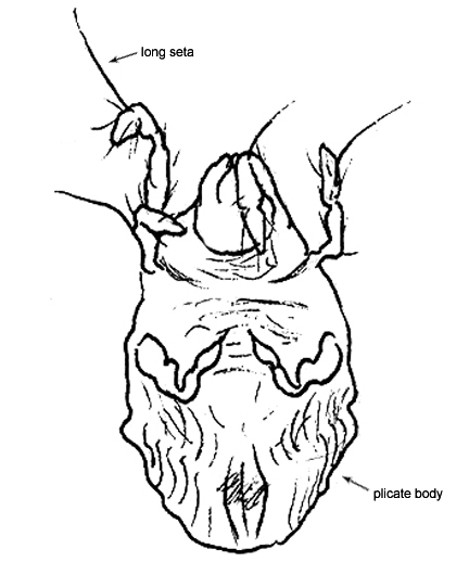 Drawing of AS4 (ventral)