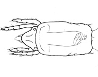 Drawing of AS6 (dorsal)
