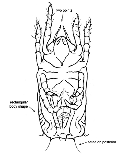 Drawing of AS6 (ventral)