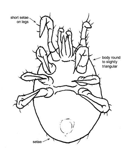 Drawing of AT3 (ventral)