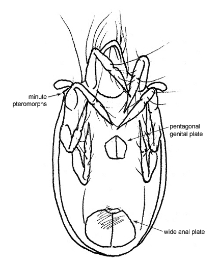Drawing of AT4 (ventral)