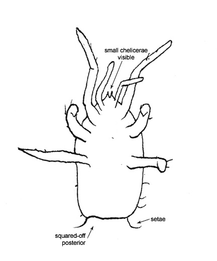 Drawing of AU1 (ventral)