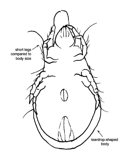 Drawing of AU3 (ventral)