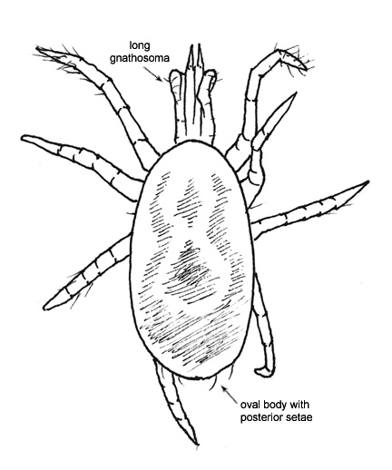 Drawing of AU6 (dorsal)