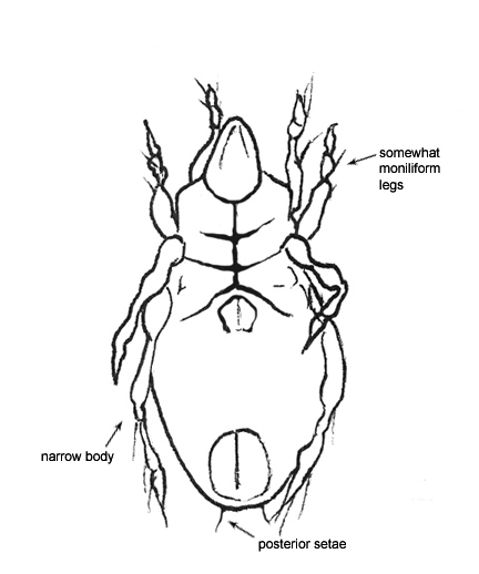 Drawing of AV3 (ventral)