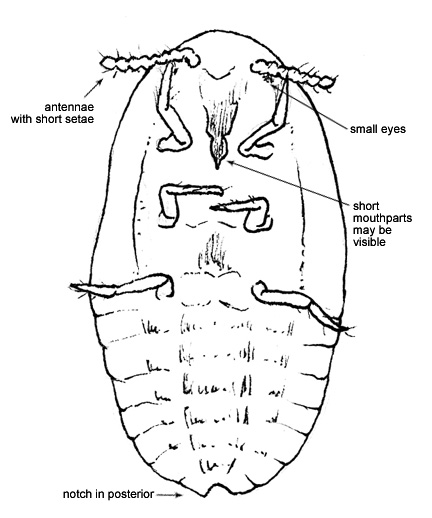 Drawing of AW1 (ventral)