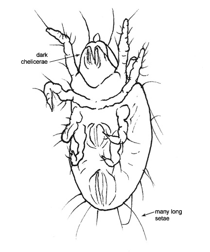 Drawing of AX1 (ventral)