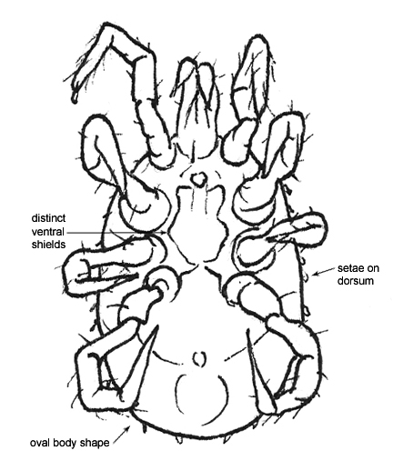 Drawing of AX2 (ventral)