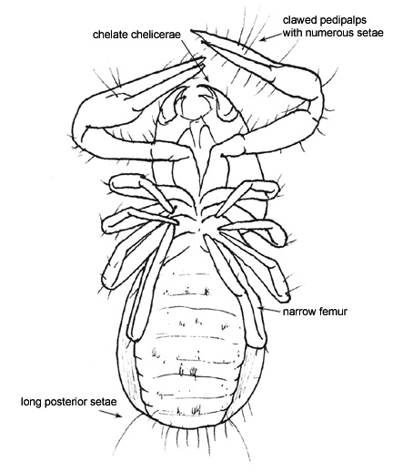 Drawing of AX3 (ventral)