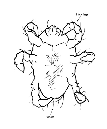 Drawing of AZ1 (ventral)