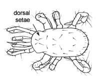 Drawing of AZ4 (dorsal)