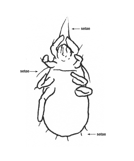 Drawing of AZ (ventral)