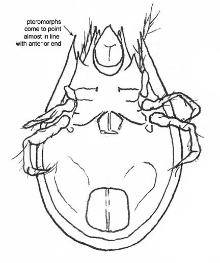 Drawing of B1 (ventral)